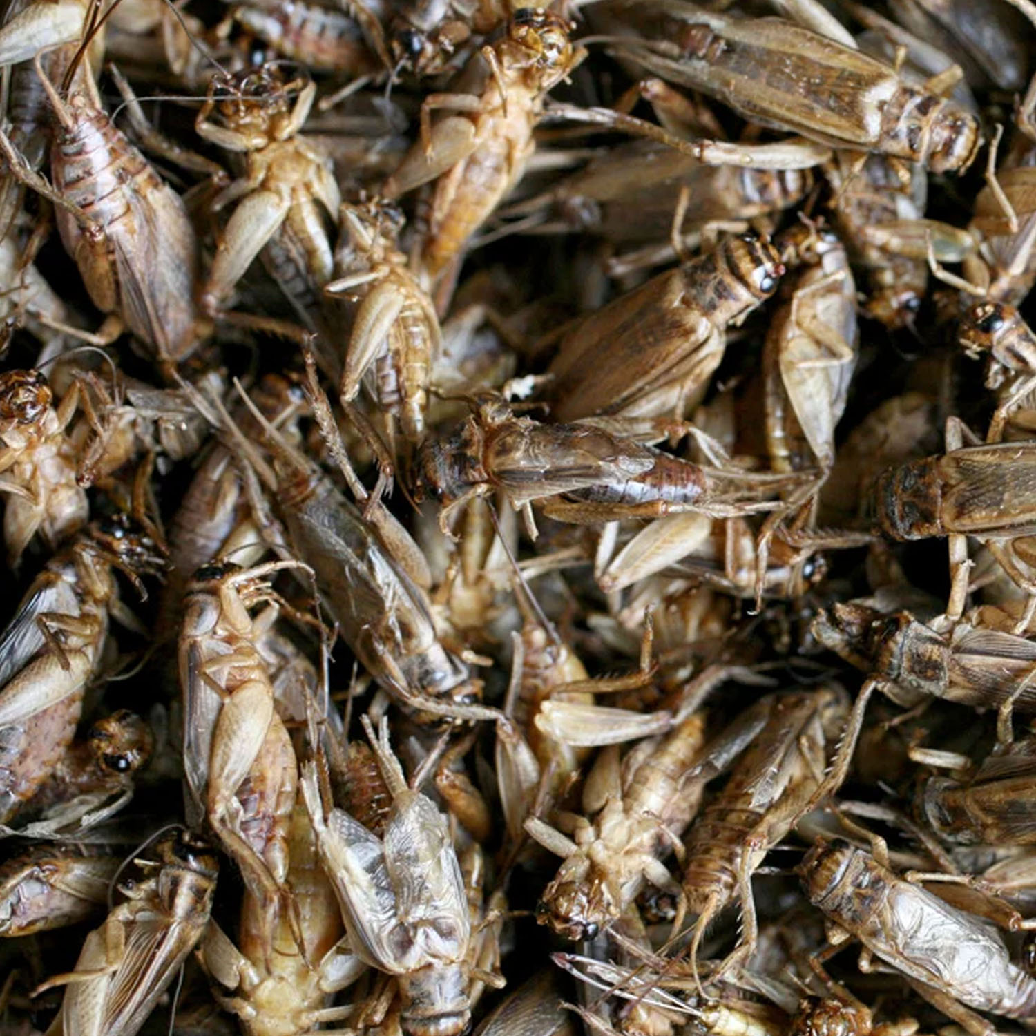 Dried Crickets Treat 10 oz Bag