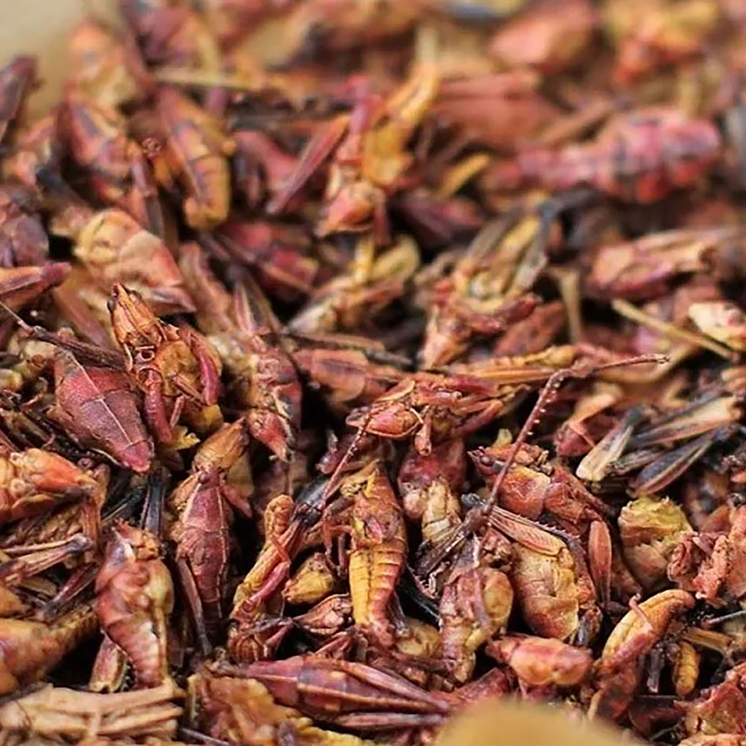 Dried Grasshoppers