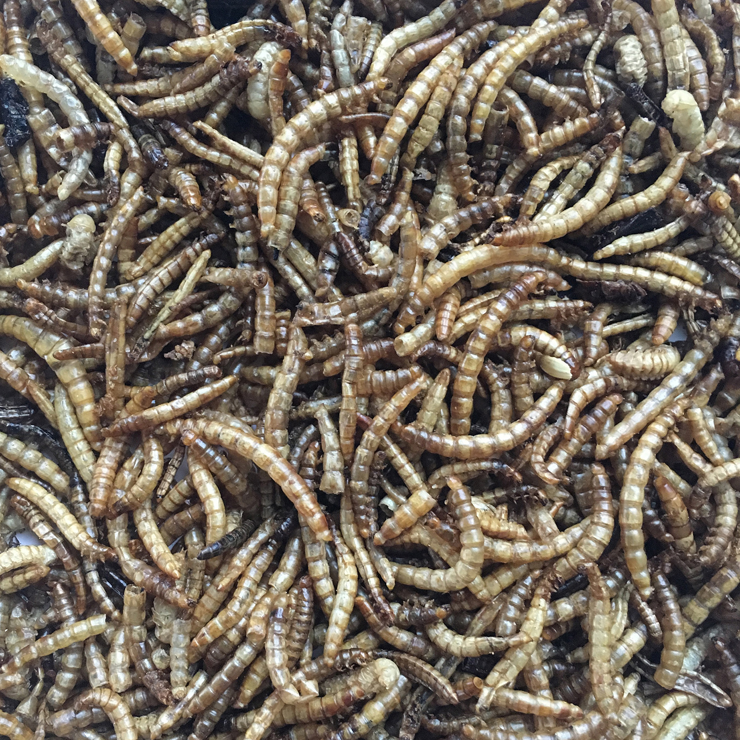 Dried Mealworms