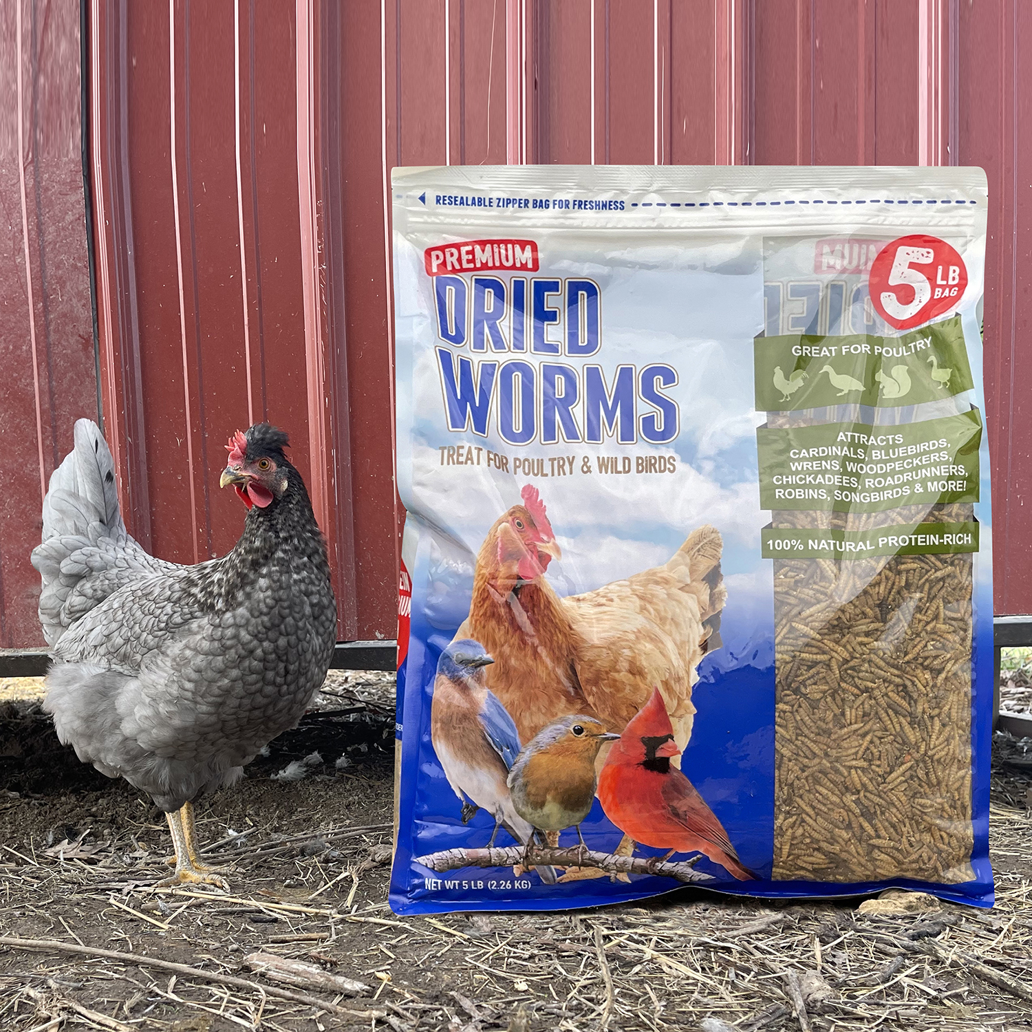 Premium Dried Worms