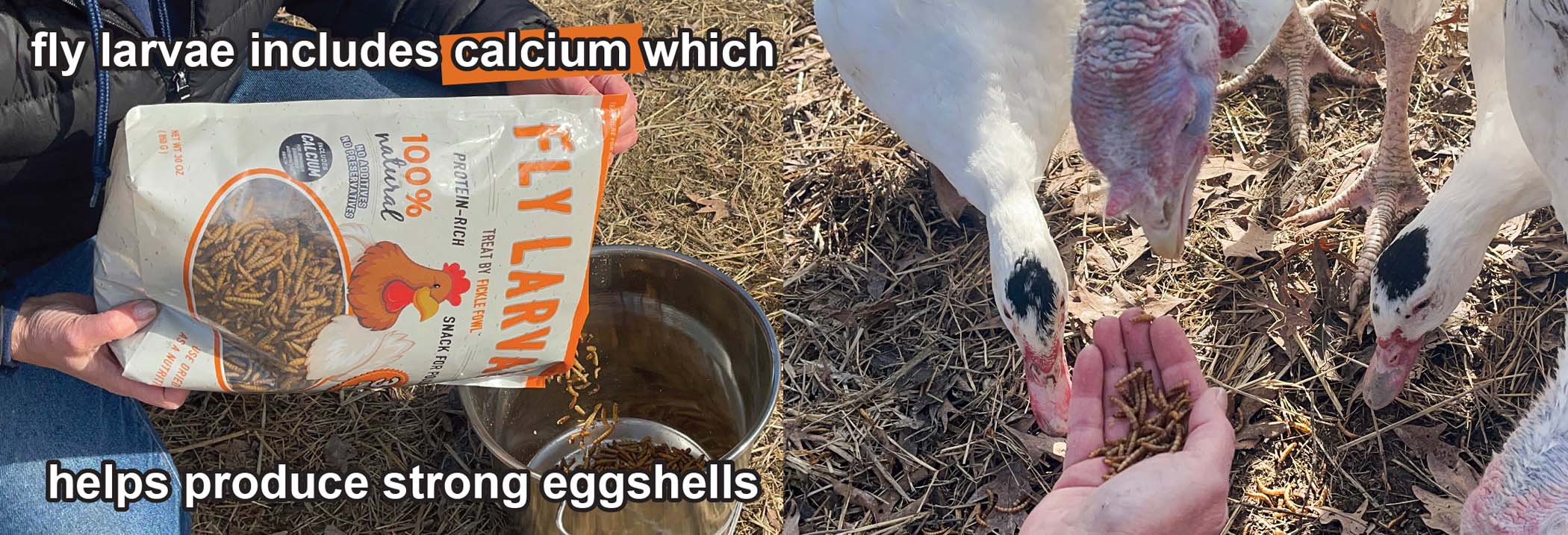Treats for Wild Birds