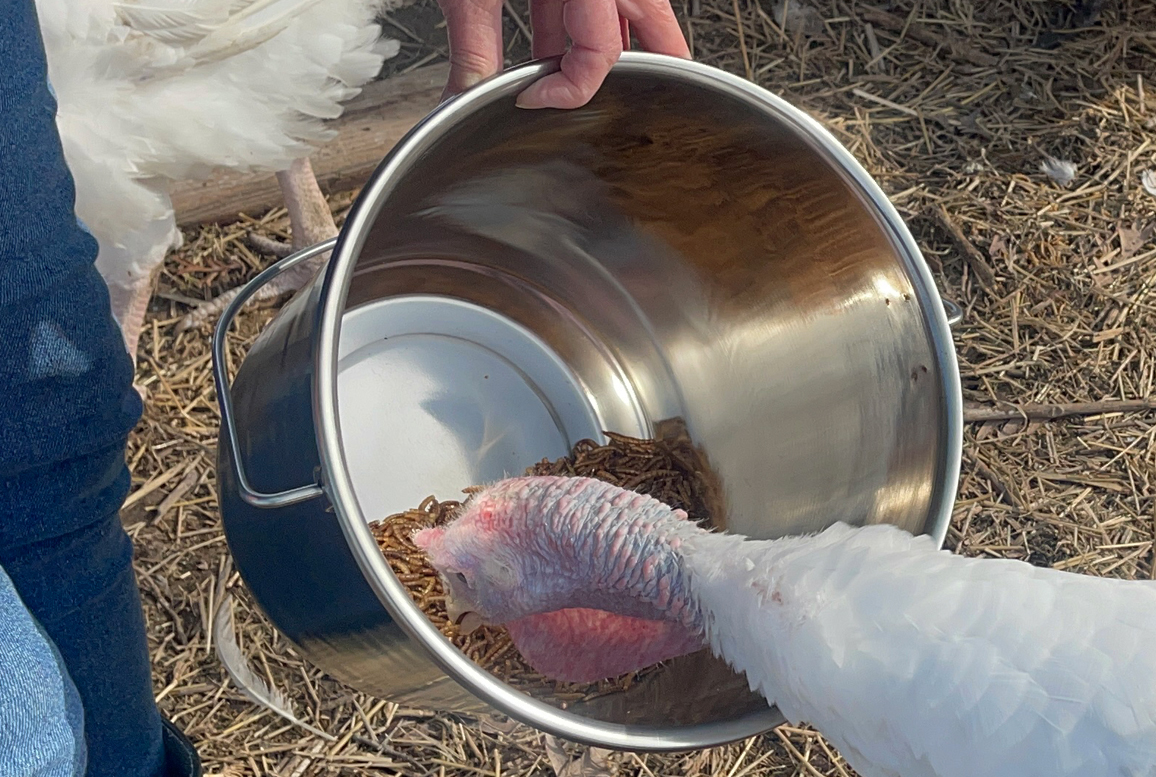 Stainless steel buckets for farm use are durable for poultry use.